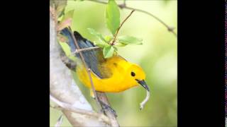 Prothonotary Warbler Song [upl. by Namar18]