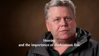 Herring and the importance of diadromous fish with Dave Sargent [upl. by Aeila267]