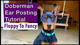 How To Post Doberman Dogs Ears After Ear Cropping Backer Rod Method Ear Posting amp Removal Tutorial [upl. by Herrle]