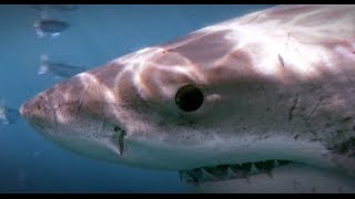 Great White Sharks  Deep Dive  Isla Guadalupe 2008 [upl. by Iormina]