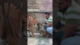 Tigress with cubs MashaAllah faiziwildlife tigercubs savewildlife savethetigers [upl. by Tychon530]