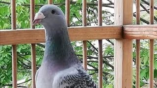 the world top beautiful and largest racing pigeons Loft [upl. by Stiles]