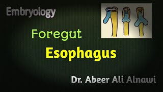 Embryology Foregut Development of esophagus Dr Abeer Ali Alnawi [upl. by Ayanet]