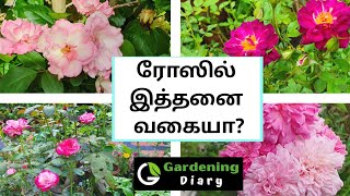 Rose varieties an overview in Tamil  உங்கள் ரோஸ் வகையை அறிந்து கொள்ளுங்கள் [upl. by Nytsrik]