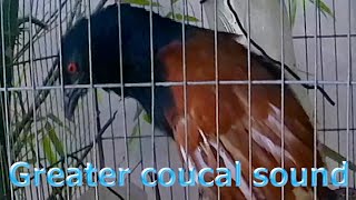 Greater coucal sound 03 [upl. by Yerffeg187]