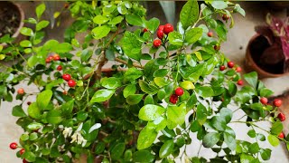 Orange Jasmine Murraya paniculata Plant Care Growing Tips amp Complete Information in Urdu amp Hindi [upl. by Marchelle547]