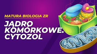 Jądro komórkowe i cytozol MATURA BIOLOGIA ZR [upl. by Thinia]