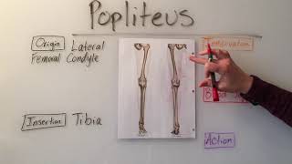 Popliteus Muscle Anatomy [upl. by Amr]