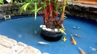 Sealing Wax Palm in Koi Pond [upl. by Ita]