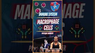 What are Macrophage Cells [upl. by Aser]