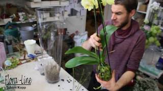 DIY Blickfang für das Wohnzimmer  Orchidee in Glasvase pflanzen [upl. by Bekelja184]