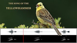 The Song of the Yellowhammer [upl. by Putnam]