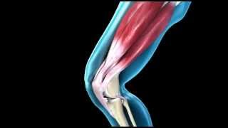 Knee Joint  Range of Movement  3D Medical Animation  ABP © [upl. by Salakcin]