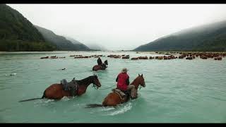 Arawhata Muster West Coast New Zealand [upl. by Reibaj]