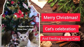 A Purrfect Christmas Vlog with my Feline babies catlover christmas [upl. by Main]