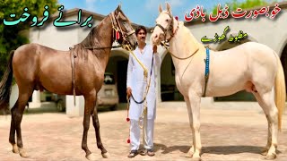 Nukra Ghoda For Sale  son of Zulla Sial  Horse For sale [upl. by Akemahc740]