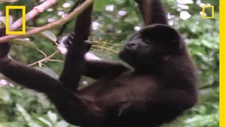 Worlds Loudest Animals Howler Monkeys  National Geographic [upl. by Llemhar]