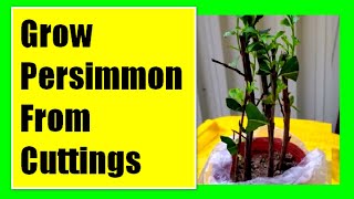 Grow Persimmon Tree From Cuttings Propagating Persimmon Tree From Cuttings [upl. by Hujsak174]