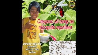 How to make DIY Oregano oil lamp as mosquito repellent [upl. by Trask]