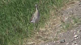 Upland Sandpiper Scolopacidae Bartramia longicauda [upl. by Litt]