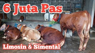 Review harga sapi Ekonomis hingga Super harga Limosin 6 juta pas [upl. by Attiuqihc789]