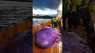 Giant Sea Monsters Caught by Fishermen 🐙🎣GiantSeaCreatures FishingDiscoveries OceanMysteries [upl. by Anirec39]