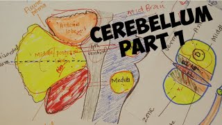 CEREBELLUM  introductionExternal featureFunctionNeuroanatomy chapter 6 part 1 [upl. by Euqirrne]