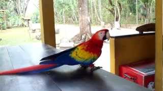 GUACAMAYAS EN COPAN RUINAS [upl. by Maria428]