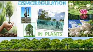 Osmoregulation in Plants [upl. by Ulrick]