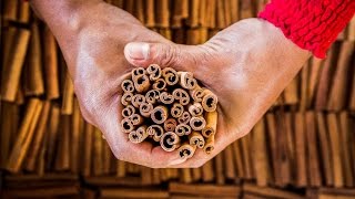 Cinnamon Harvesting Cassia in the Jungles of Sumatra [upl. by Otrebilif732]