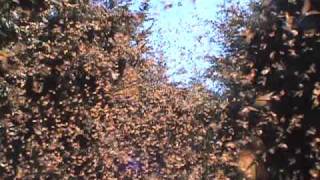 Cascading Monarch Butterflies [upl. by Annirtak]