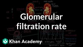 Changing glomerular filtration rate  Renal system physiology  NCLEXRN  Khan Academy [upl. by Norvall277]