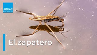 El ZAPATERO el insecto que CAMINA sobre el AGUA [upl. by Kristofer405]