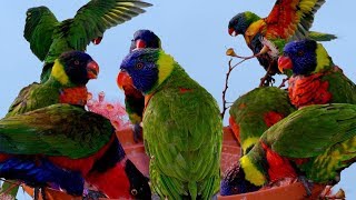 Beautiful Rainbow Lorikeets  It is time for bathing and feeding [upl. by Bunny985]