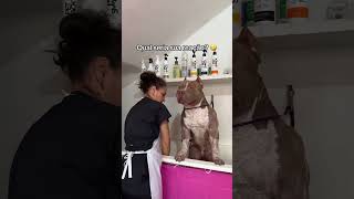 E aí Kkk americanbully pitbull pitmonster [upl. by Talia]