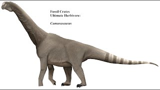 Camarasaurus goofy grinned giant sauropod [upl. by Berga]