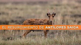 El resurgimiento de antílopes saiga [upl. by Barhos]