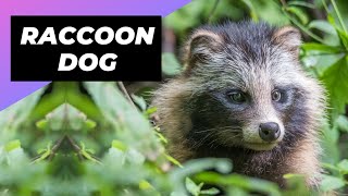 Raccoon Dog 🐶 Is It A Dog Or A Raccoon [upl. by Dyana]