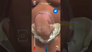 39 Week Fetus amp Pregnant Woman 3D 👶🏻💓🤰🏻 pregnancy baby [upl. by Charlotte]