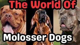 Exploring the World of Molosser Dogs History Breeds and Fascination dogsbreed dogs subscribe [upl. by Dnalhsa]