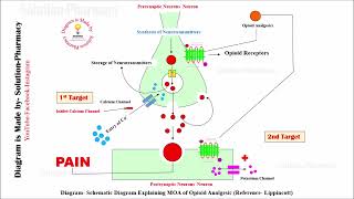 Class 71 Opioid Analgesic Mechanism of Action  Medicinal Chemistry 01  BPhamacy 04th semester [upl. by Silrak705]