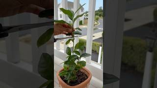 Lemon plant pruning [upl. by Attoynek]