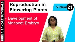 Reproduction in Flowering Plants  NEET  Development of Monocot Embryo  Neela Bakore Tutorials [upl. by Aed]