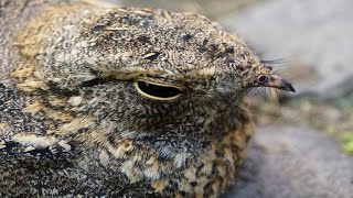 Nightjar 夜鷹 孵卵啼叫 [upl. by Ahsim46]