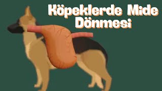 Köpeklerde Mide Dönmesi [upl. by Dedie]