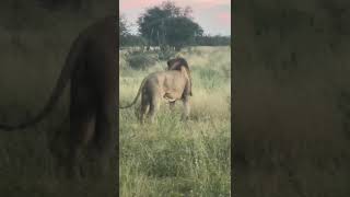 Powerful Lion Roaring at Dusk  Incredible Wildlife Encounter [upl. by Nmutua689]