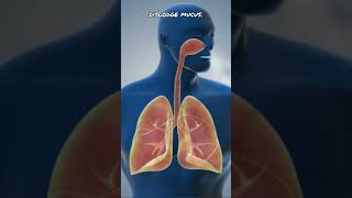 How To Cleanse You Lungs Naturally 🫁 lungs lungshealth healthandfitness [upl. by Evilc]