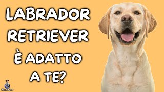 Labrador Retriever Cosa Sapere [upl. by Sherwynd]