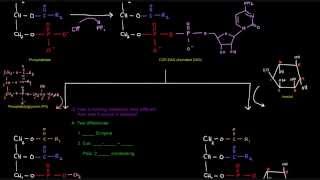 Glycerophospholipid Synthesis Part 4 of 4  Eukaryotes [upl. by Som901]