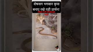 शेष नाग भगवान की जय हो दर्शन करने वाले को कृपा बनाए रखना परभु shortvideo snake viralvideo trendi [upl. by Akemet]